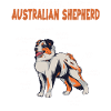 Australian Shepherd Aussie Anatomy Aussie