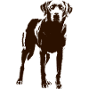 Labrador