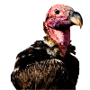 Vulture 2