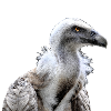 Vulture