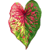 Caladium _ الكلاديوم _ Kaladie