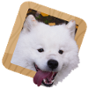 Samoyed puppy in a frame