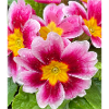 Tolle Blume