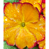 Tolle Blume 2