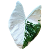 alocasia macrorrhizos variegata _ نبات ألوكاسيا