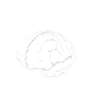 Brain Wanted White Drawing