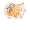 Cochon d’Inde Cochon