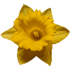 Narzisse