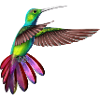 Hummingbird, tropical bird.