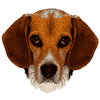 jagdhunde, Beagle leinwand optik