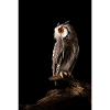 Greifvogel auf Wurzel