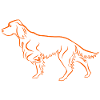 Setter above in orange
