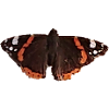 Schmetterling