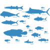 Marine Fish 01