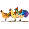Hens and rooster
