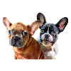 Chiots Bouledogues