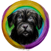 Rainbow Dog Briard