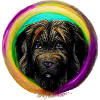 Rainbow Dog Briard 2