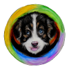 Rainbow Dog Australian Shepherd