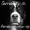 Bernese Mountain Dog
