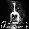 Bernese Mountain Dog