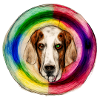 Rainbow Dog Basset Hound