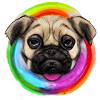 Rainbow Dog Pug