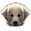 goldie gesicht, hundeliebhaber geschenke