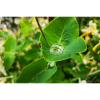 Water pearl in leaf
