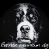 Bernese Mountain Dog