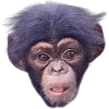 Cute Monkey Face Fashion