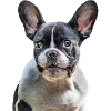 Chiot Bouledogue Français