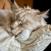 Mainecoon sleeping