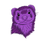 Ferret