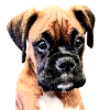 Boxer Puppy