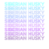 Sibérie Husky Rétro