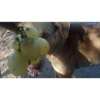I LOVE GRAPES