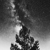 Der Kosmische Baum