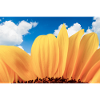 Sunflower Close-Up