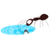 Ant