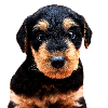 Puppy Welsh terrier