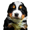 Bernese Mountain Dog puppy