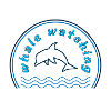 Whale Watching Dolphin