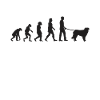 Kuvasz Evolution