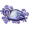 Cygne pourpre