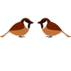 JUMELLES ANNIVERSAIRE NAISSANCE OISEAUX
