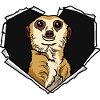 Suricate fissuré Trou déchiré Suricate
