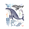 defend the whale