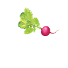 Radishes Lover Shirt
