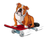 English Bulldog On A Skateboard